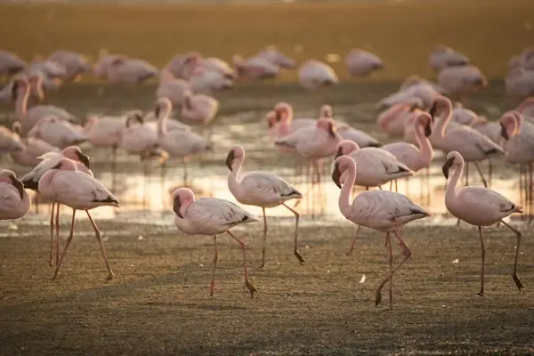 Lake Nakuru National Park image 4