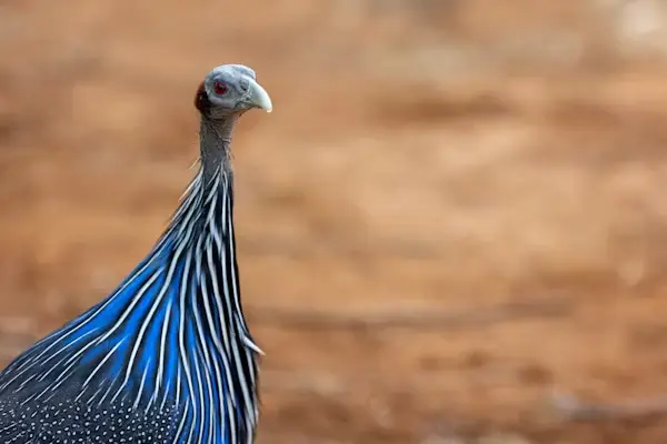 Samburu National Park image 1