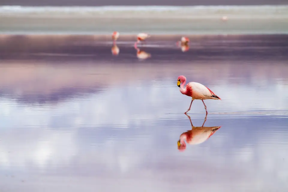 Lake Nakuru National Park image 5