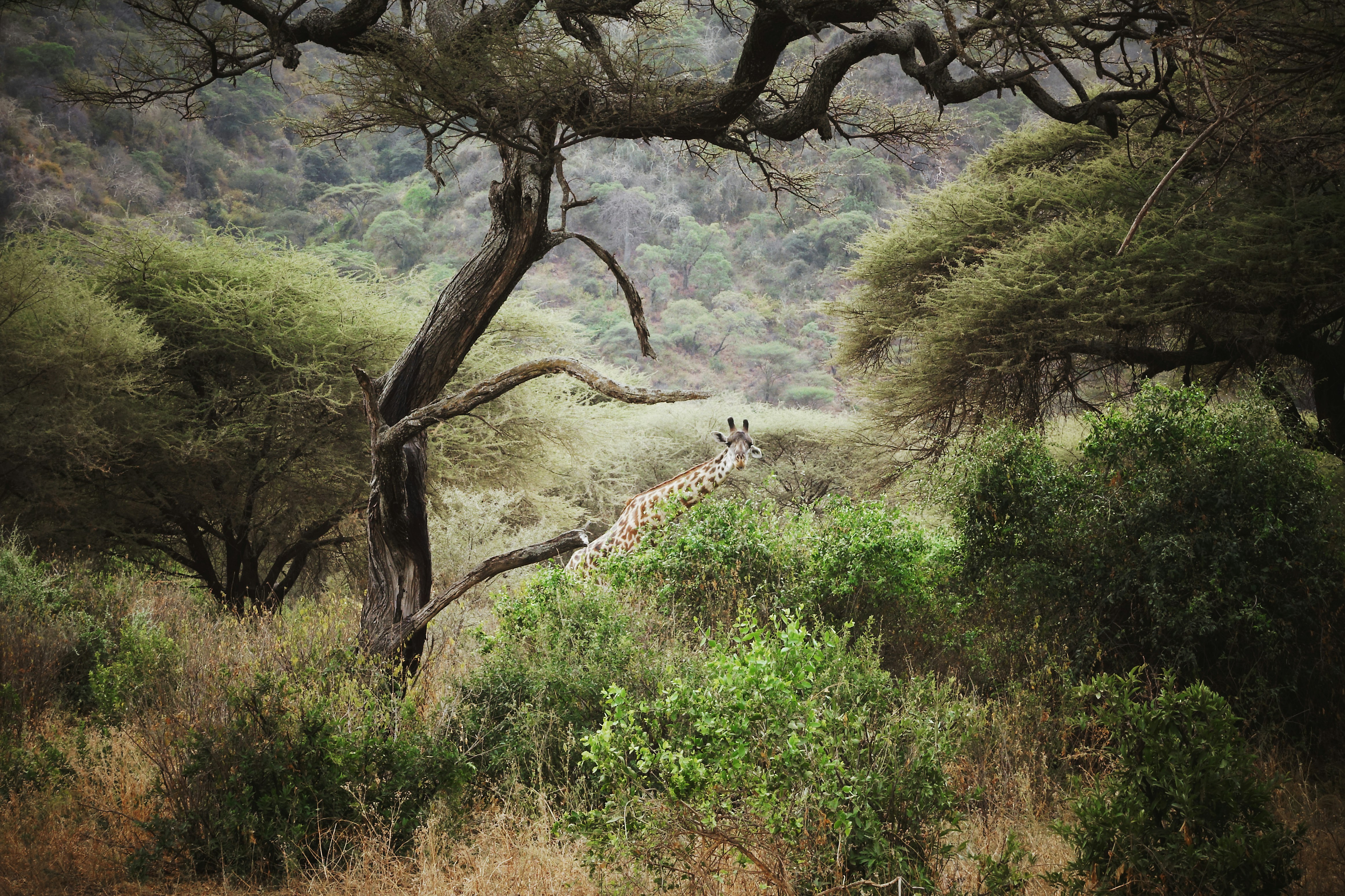 Lake Manyara National Park