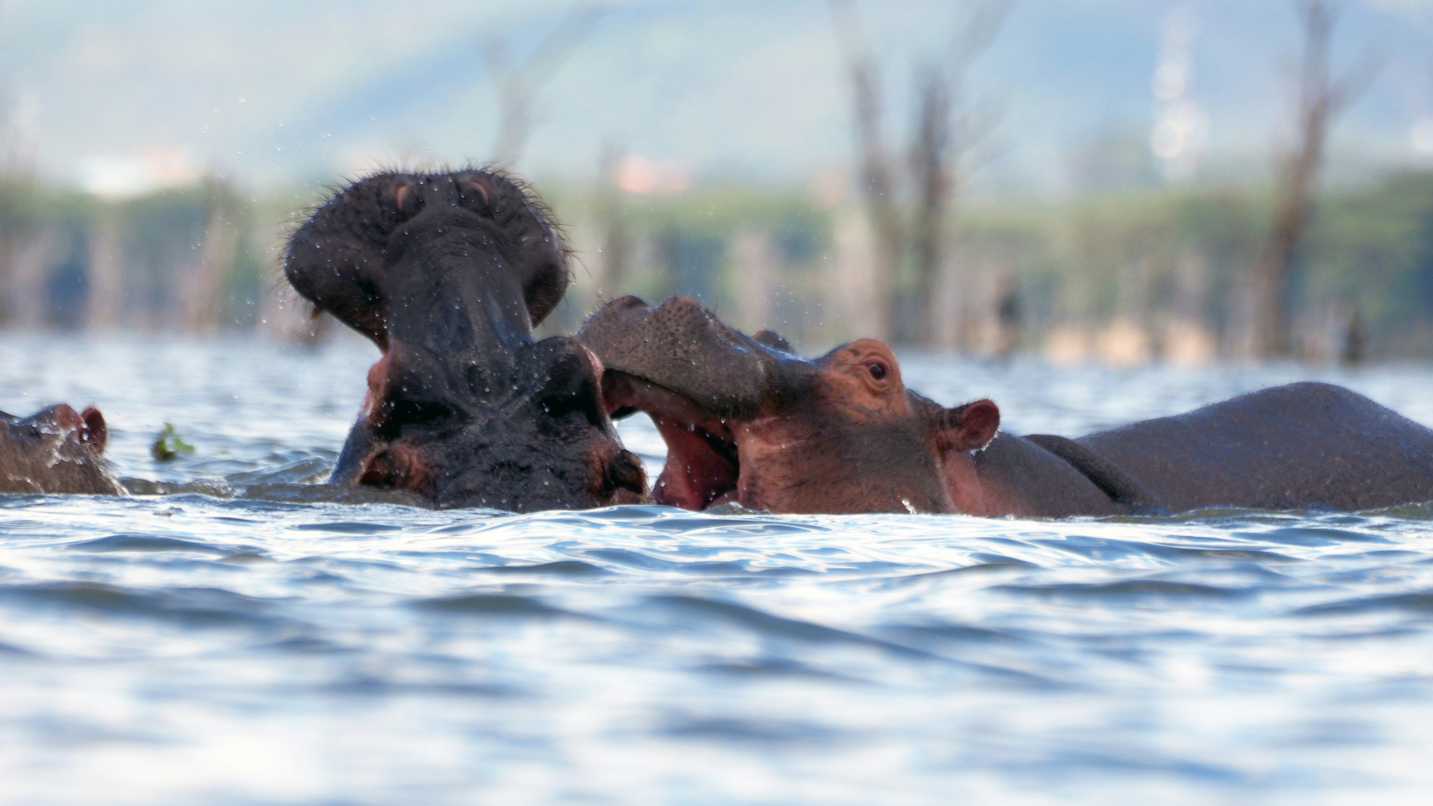 Lake Naivasha National Park