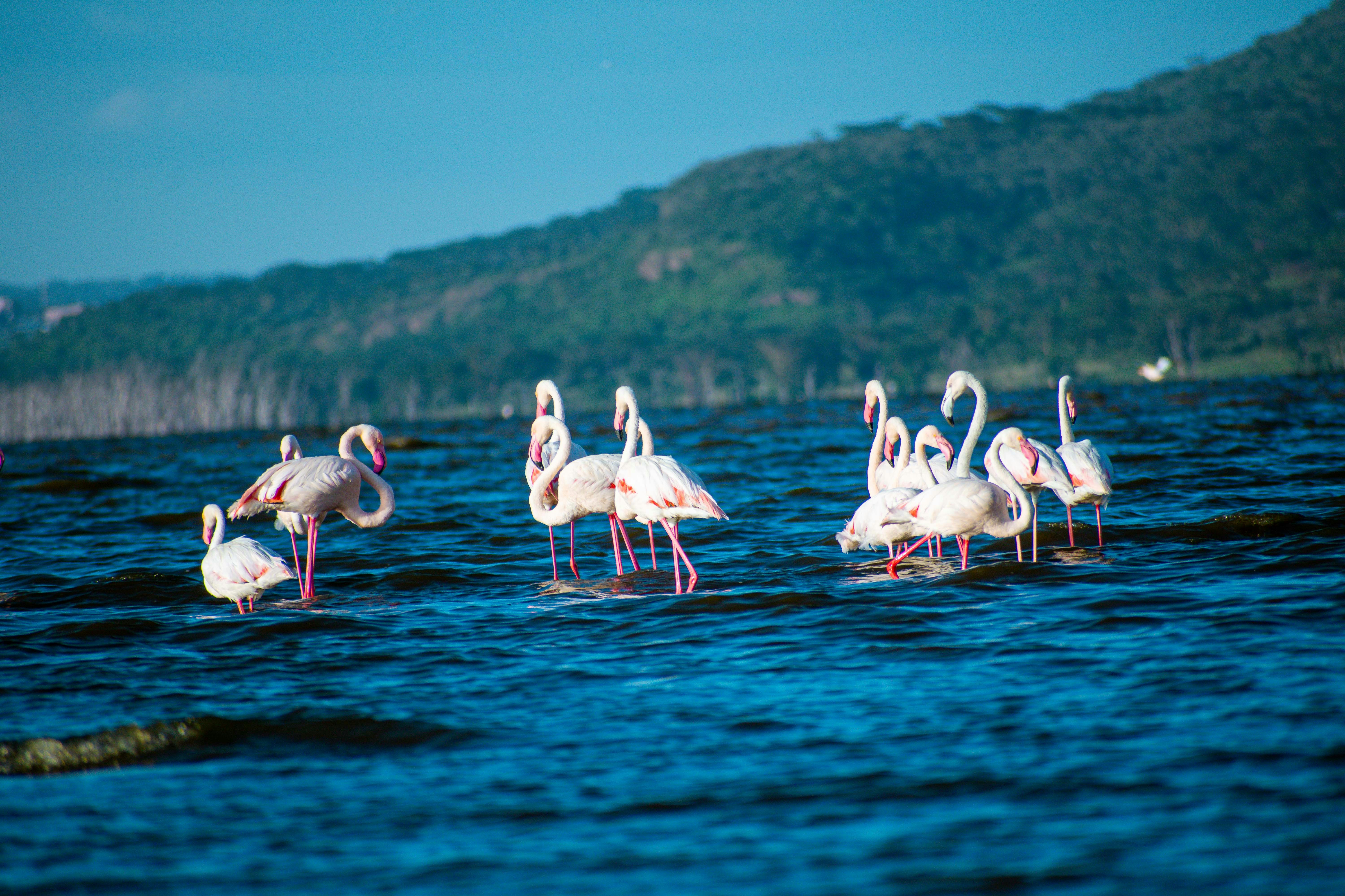 Lake Nakuru National Park
