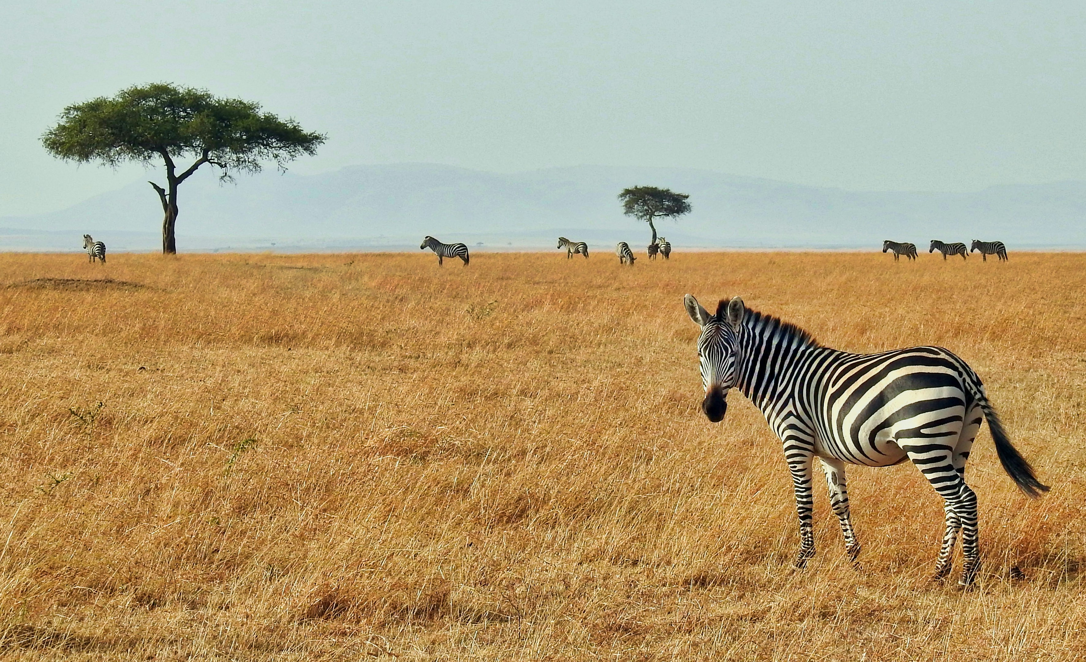 4 DAYS 3 NIGHTS MARA/NAKURU/ITINERARY